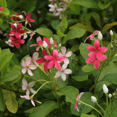 Quisqualis Indica (Rangoon Creeper)